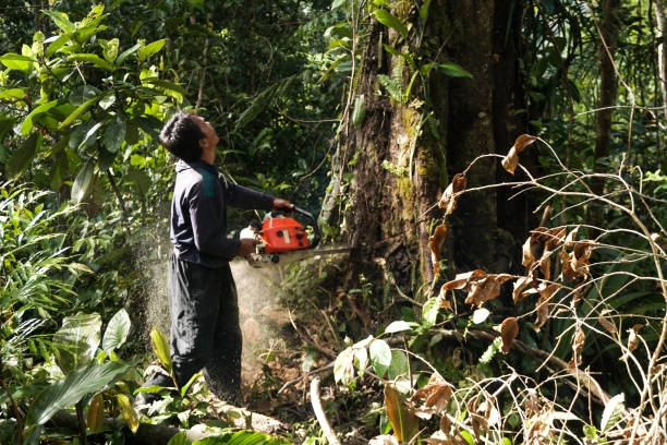 Best Tree Pruning Services  in Oxon Hill, MD